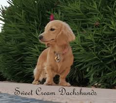 Learn more about dachshunds of castleshield in florida. Welcome Sweet Cream Dachshunds