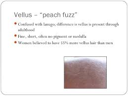 D Anatomy And Physiology Of The Hair And Skin