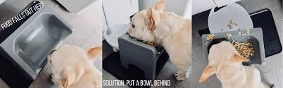Find deals on products in puzzles on amazon. I Reviewed 9 Dog Bowls To Find The Best For French Bulldogs Where S The Frenchie