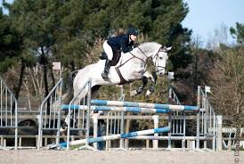 Nicolas touzaint & absolut gold*hdc, propriété de s.a.r.l. Les Derniers 7 Ans En Amateur 1 Gp France Complet