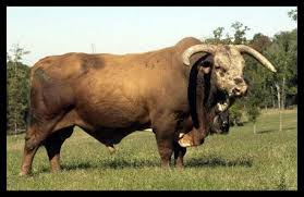 Image result for pictures of bucking bulls