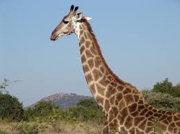 Check spelling or type a new query. Giraffe Facts For Kids Animal Facts Cool Kid Facts
