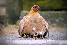 982 Mother Hen Baby Chicks Photos Free Royalty Free Stock Photos From Dreamstime