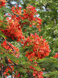 Image result for Caesalpinia rostrata