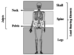 Human body anatomy diagram high resolution stock photography and images alamy from c8.alamy.com learn anatomy as you browse our collection of colorful, large and clearly labeled human body diagrams. Human Body Load Bearing Elements And Joints Download Scientific Diagram