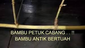 Bambu bertuah yang paling dicari orang yaitu bambu petuk yang dimana jenis bambu petuk dan kegunaannya begitu beragam. Playtube Pk Ultimate Video Sharing Website