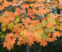 Using Georgia Native Plants: A Fall Profile: Maples