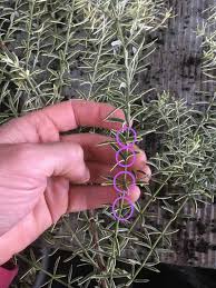 Image result for rosemary cuttings