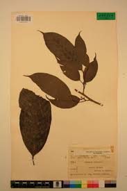 Image result for Coula edulis