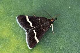 Image result for Pyrausta cingulata