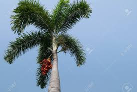 It can tolerate cold down to 30f and should be protected from frost. Colorful Of Fresh Foxtail Palm Fruit Ripe Areca Nut Palm Or Stock Photo Picture And Royalty Free Image Image 77880933
