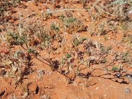 Image result for Trianthema