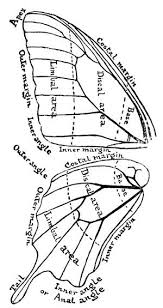 Butterfly Wings Schmetterlingsflugel Schablonen Stoffbilder