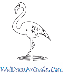 Draw two ovals for the head and body of the flamingo. How To Draw A Flamingo
