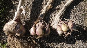 Résultat de recherche d'images pour "nouer l'ail"