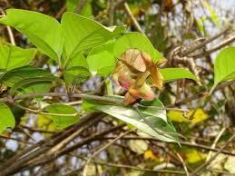 Image result for Combretum sp. A