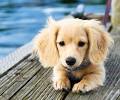 Long Hair Dapple Mini Dachshund