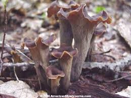 Image result for Craterellus fallax