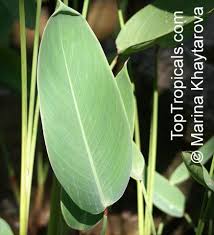 Image result for Thalia geniculata