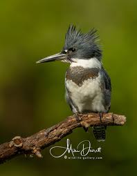 We did not find results for: Wildlife Gallery Incredible Kingfisher Photos