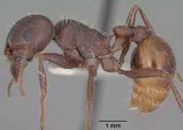 Image result for Pogonospermum subsessile