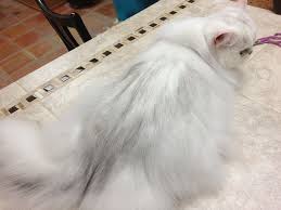 It is advisable to use a metal comb with wide, rounded tines. Cat Grooming Fur Styles For Your Cat