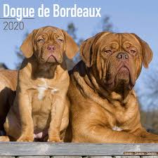 French mastiff, guard dog, working dog (akc), hunter dog. Dogue De Bordeaux Calendar Dog Breed Calendars 2019 2020 Wall Calendars 16 Month By Avonside Multilingual Edition Megacalendars 9781785805998 Amazon Com Books
