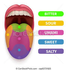 Realistic Tongue With Basic Taste Areas Tasting Map In Human Mouth Vector Illustration