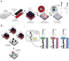 Home accessories including tiles, hardware, kitchens, wardrobes, bath, furniture, decoration, lights & more. Simple Affordable And Modular Patterning Of Cells Using Dna Protocol