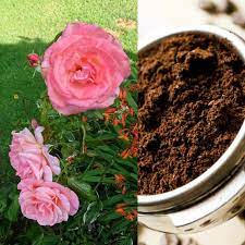 These plants begin to blossom in early spring and continue blossoming through the summer. Do Roses Like Coffee Grounds Gardener Report