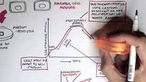 Microbiology Bacteria Growth Reproduction Classification Youtube