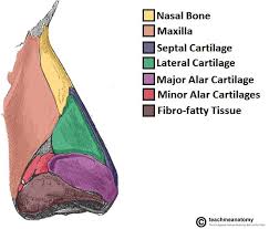 The bony part shapes the nose root, formed by the nasal, maxillae and frontal bones. The Nasal Skeleton Bones Cartilage Fractures Teachmeanatomy