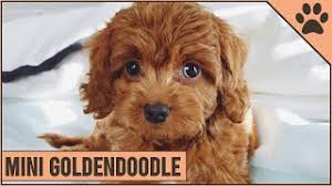 Check spelling or type a new query. Mini Goldendoodle The Miniature Size Goldendoodle Youtube