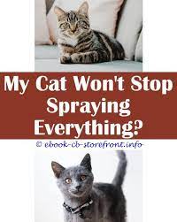 8 Dynamic Ideas How To Stop Male Cat From Spraying Urine Best Cat Flea And Mite Spray What Will Keep Cats From Spraying Amitriptyline Cat Spr Aerosol Admirable