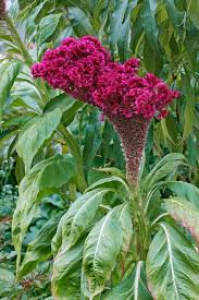 Image result for Celosia argentea