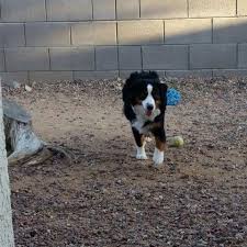 Australian shepherd female, 5 weeks houston, texas. Miniature Australian Shepherd Female Black Tri Color 1 5 Years Old For Sale In Tucson Arizona Classified Americanlisted Com