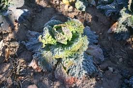 Soft blobs with clear cut edges (passed easily). 17 Common Diseases Of Leafy Vegetables Photos Prevention And Treatment Dengarden