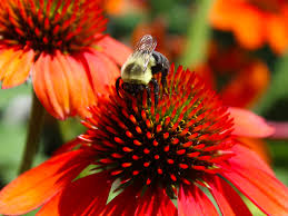 Other plants and flowers that come back every year include daisies and roses. Top 10 Low Maintenance Perennials