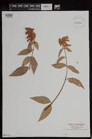 Image result for Anisotes rogersii