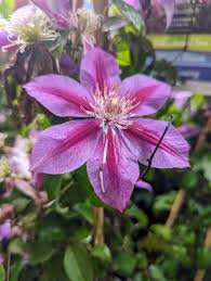 Image result for Clematis pulchra