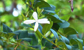 Image result for Cola natalensis