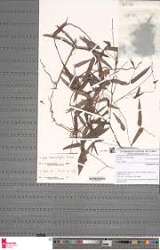 Image result for Vigna multinervis