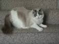 - Florida Ragdoll Rescue - ADOPTIONS - Rescue Me!