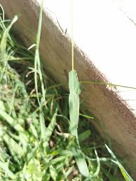 Image result for Digitaria ternata