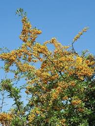 Image result for Pyracantha coccinea soleil d'or