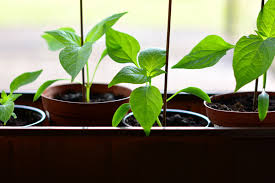 Growing your own plants indoors can be a tough challenge, there's quite a lot to prepare for so we've put together the basic information to get you going. How To Grow Plants At Home Easily Expatwoman Com