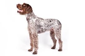 Puppyfinder.com has everything you need to choose the right german wirehaired pointer dog breeder, german wirehaired pointer puppies for sale or german wirehaired pointer dog for adoption for your family from around the world. German Wirehaired Pointer Dog Breed Information