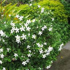 Image result for Wrightia