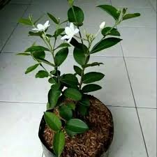 Untuk gambar berikutnya adalah gambar bunga sketsa melati. Tanaman Hidup Melati Jasmine Bunga Melati Jasmin Lazada Indonesia