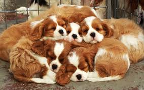 Aca registered microchip vaccines health certificate and free vet e… more. Cavalier King Charles Spaniel Puppies Behavior And Characteristics In Different Months Until One Year